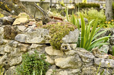 Marigoldlar (Calendula officinalis), zambaklar (Iris) ve sempervivum (Sempervivum) bir kasaba evinin avlusunda. Antika süslemeli bir taş dikme planı..