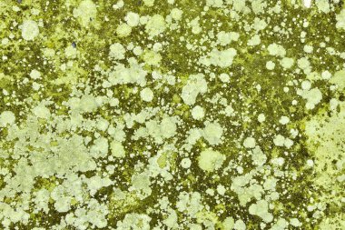 Yosun, liken ve diğer organik maddelerle dolu toprak..