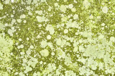 Yosun, liken ve diğer organik maddelerle dolu toprak..