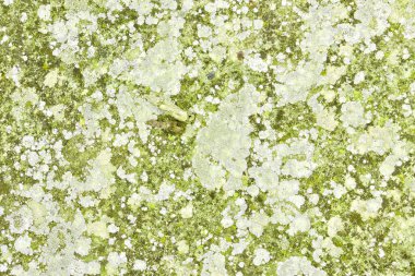 Yosun, liken ve diğer organik maddelerle dolu toprak..