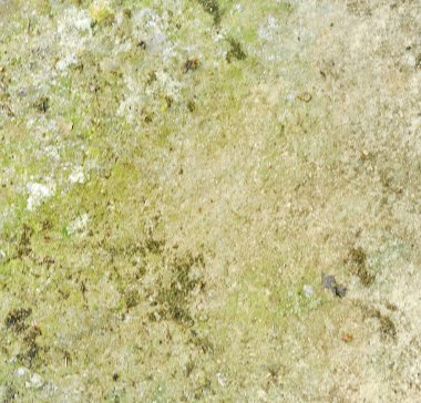 Yosun, liken ve diğer organik maddelerle dolu toprak. Sanatsal bulanıklık.