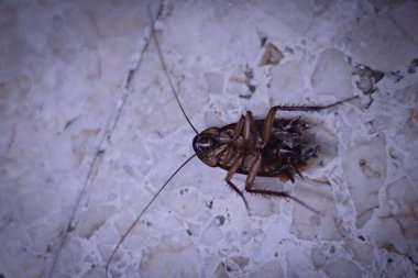 Yerde izole edilmiş ölü hamamböceği.