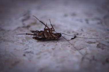 Yerde izole edilmiş ölü hamamböceği.