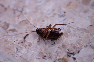 Yerde izole edilmiş ölü hamamböceği.