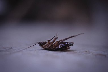 Yerde izole edilmiş ölü hamamböceği.