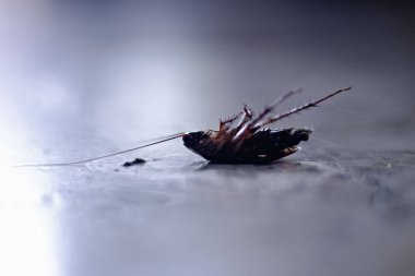 Yerde izole edilmiş ölü hamamböceği.