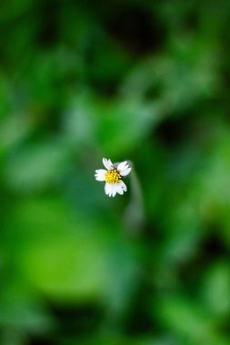 Yeşil ve bulanık doğa arka planında zarif bir papatya çiçeği deseni..