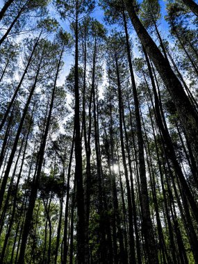 Endonezya 'nın Yogyakarta kentindeki çam ormanı manzarası.