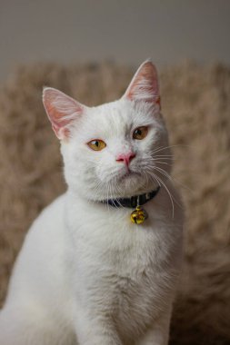 Kahverengi arka planda sevimli yakın plan fotoğrafı olan yetişkin bir evcil beyaz kedi.. 