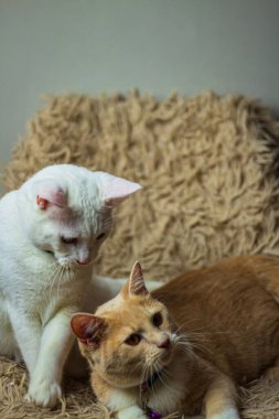 Komik pozları ve ifadeleri olan iki kedi, yakın çekim fotoğrafı..