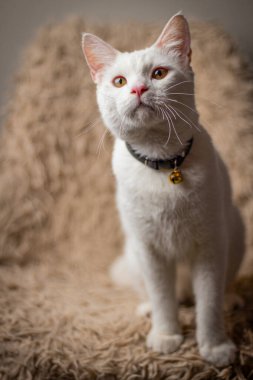 Kahverengi arka planda sevimli yakın plan fotoğrafı olan yetişkin bir evcil beyaz kedi.. 