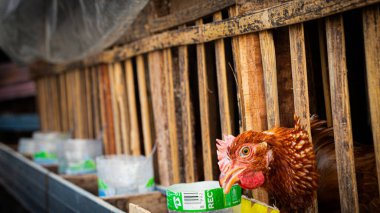 Tavuk, eko tavuk çiftliğinde yem ve tahıl yiyor.. 