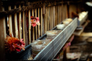 Tavuk, eko tavuk çiftliğinde yem ve tahıl yiyor.. 