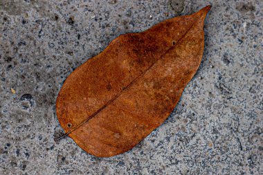 Kuru yapraklar, doğal kuru yapraklar, yolda düşen ağaçların kuru yaprakları..