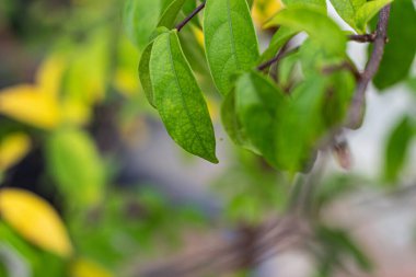Sonbaharda ağaç yaprakları yeşil, sarı ve kahverengidir..
