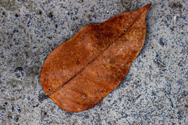 Kuru yapraklar, doğal kuru yapraklar, yolda düşen ağaçların kuru yaprakları..