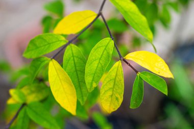 Sonbaharda ağaç yaprakları yeşil, sarı ve kahverengidir..