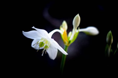 Yaz günü beyaz zambak makro fotoğrafçılığı. Beyaz yapraklı güzellik bahçesi zambağı. Bahçe fotoğrafçılığını kapat.. 