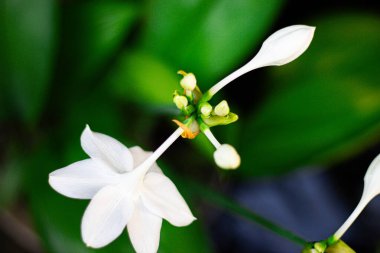 Yaz günü beyaz zambak makro fotoğrafçılığı. Beyaz yapraklı güzellik bahçesi zambağı. Bahçe fotoğrafçılığını kapat.. 