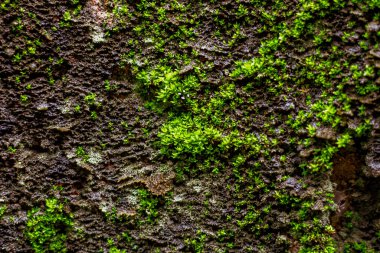 Yosun yeşili doku. Yosun arka planı. Grunge dokusunda yeşil yosun, arkaplan.