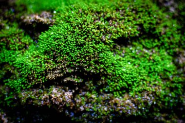 Yosun yeşili doku. Yosun arka planı. Grunge dokusunda yeşil yosun, arkaplan.