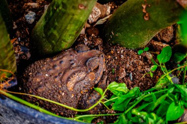 Kurbağa saksıların altında saklanıyor..