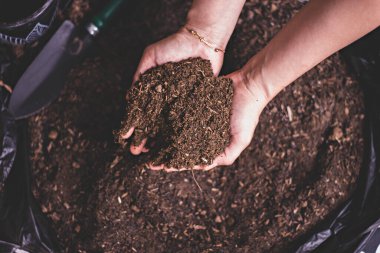 Kirli kadın elleri kara nemli toprağı tutuyor. Tarım, organik bahçe, ekme ya da ekoloji konsepti. Çevresel, toprak günü. Pankart. Üst Manzara. Uzayı kopyala Çiftçi ekmeden önce kontrol ediyor.