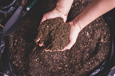 Kirli kadın elleri kara nemli toprağı tutuyor. Tarım, organik bahçe, ekme ya da ekoloji konsepti. Çevresel, toprak günü. Pankart. Üst Manzara. Uzayı kopyala Çiftçi ekmeden önce kontrol ediyor.