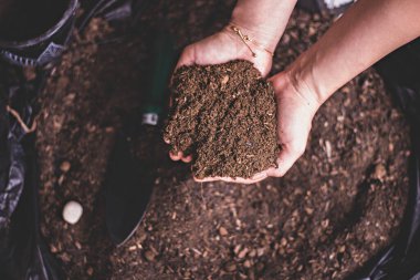 Kirli kadın elleri kara nemli toprağı tutuyor. Tarım, organik bahçe, ekme ya da ekoloji konsepti. Çevresel, toprak günü. Pankart. Üst Manzara. Uzayı kopyala Çiftçi ekmeden önce kontrol ediyor.