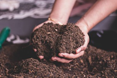 Kirli kadın elleri kara nemli toprağı tutuyor. Tarım, organik bahçe, ekme ya da ekoloji konsepti. Çevresel, toprak günü. Pankart. Üst Manzara. Uzayı kopyala Çiftçi ekmeden önce kontrol ediyor.
