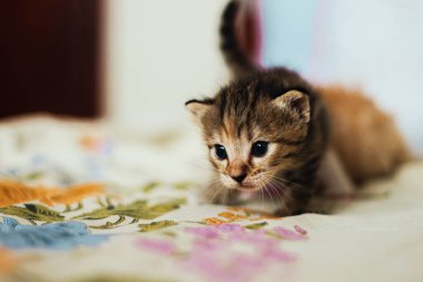 Çok tatlı, küçük, güzel bir kedi yavrusu.
