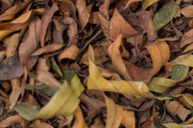 Kurumuş yaprak koleksiyonu.