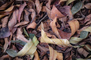 Kurumuş yaprak koleksiyonu.