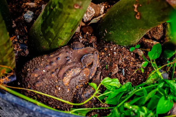 Kurumuş yaprak koleksiyonu.