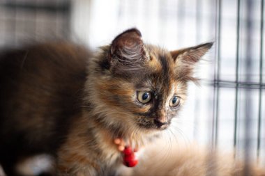 Geçmişi bulanık sevimli bir kedi yavrusu. Güzel kedi yavrusu fotoğrafı