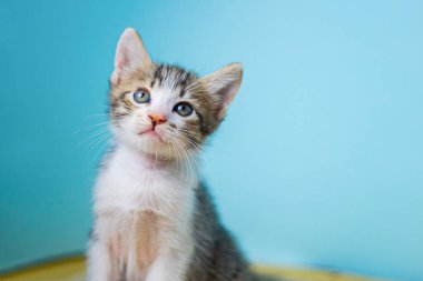Mavi arka planda çeşitli sevimli ifadeleri olan şirin çizgili kedi yavruları..