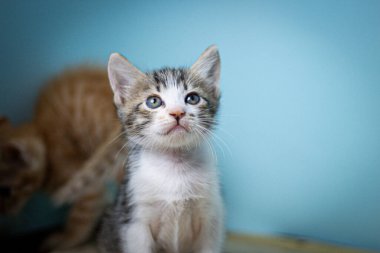 Sevimli çizgili kedi yavrusu oturuyor ve yukarı bakıyor, mavi arka planda izole edilmiş. Yumuşak kürk, anlamlı gözler ve tuhaf ifade masumiyeti ve oyunculuğu ifade eder..