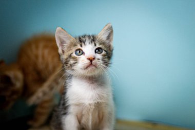 Mavi arka planda çeşitli sevimli ifadeleri olan şirin çizgili kedi yavruları..