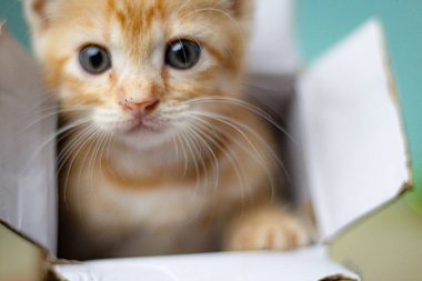 Sevimli çizgili kedi yavrusu oturuyor ve yukarı bakıyor, mavi arka planda izole edilmiş. Yumuşak kürk, anlamlı gözler ve tuhaf ifade masumiyeti ve oyunculuğu ifade eder..