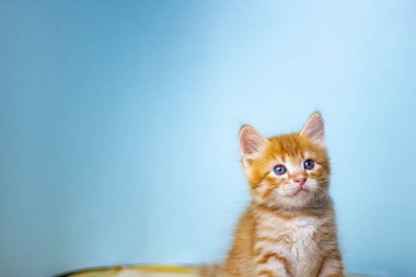 mavi arka plan üzerinde yavru kedi