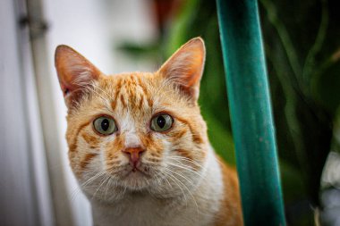 Bahçedeki sevimli ve sevimli kedi.