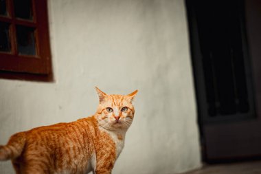 Evin verandasında sevimli kırmızı şişman kedi..