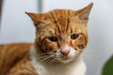 Evin verandasında sevimli kırmızı şişman kedi..