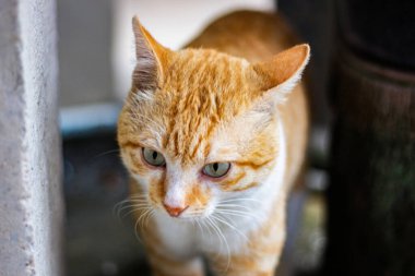 Yeşil gözlü şişman ve serin turuncu kediyle göz teması