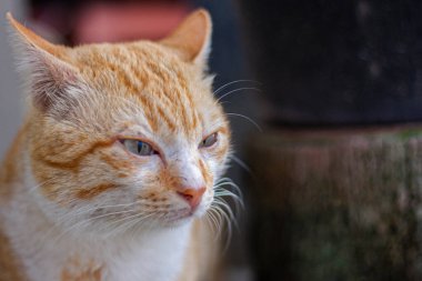 Yeşil gözlü şişman ve serin turuncu kediyle göz teması