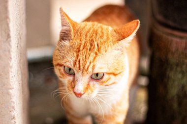 Bahçede oynayan sevimli evcil kedi..