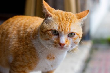 Bahçede oynayan sevimli evcil kedi..