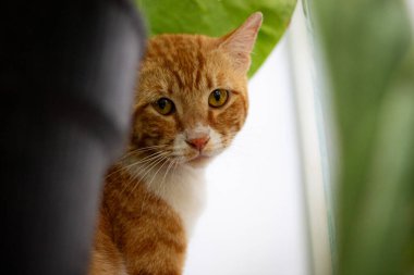 Bahçede oynayan sevimli evcil kedi..