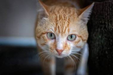 Yeşil gözlü şişman ve serin turuncu kediyle göz teması