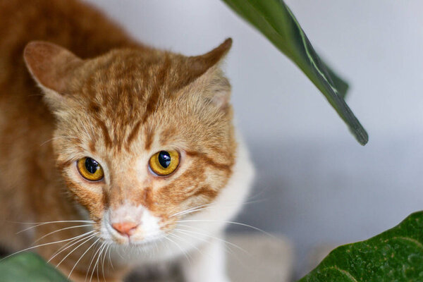 Cute red fat cat on the porch of the house.